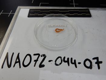 Media type: image;   Invertebrate Zoology 139220